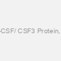 Recombinant Human G-CSF/ CSF3 Protein, Untagged, E.coli-500ug